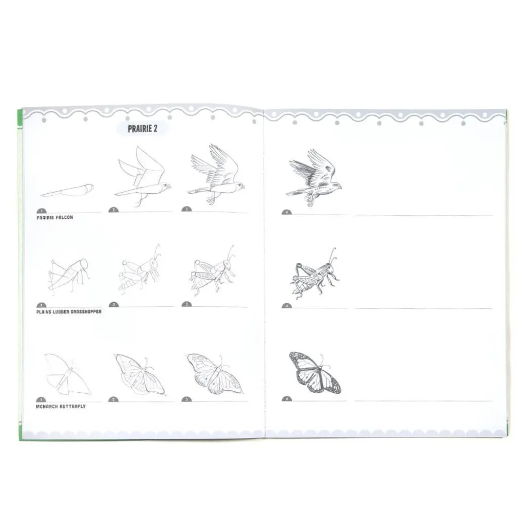 Learn to Draw Bugs, Birds, & Butterflies